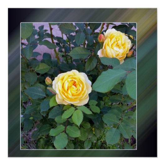 Poster deux roses jaunes (Devant)