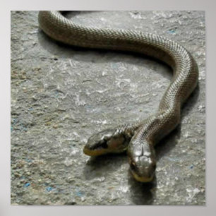 Poster Deux Serpent À Tête