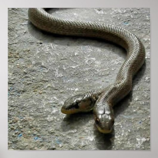 Poster Deux Serpent À Tête (Devant)