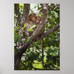 Poster Deux singes dans un arbre