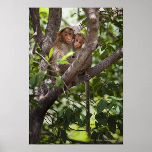 Poster Deux Singes Dans Un Arbre (Devant)