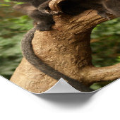 Poster Deux singes dans une toile d'arbre (Coin)