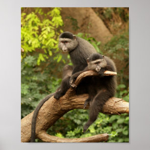 Poster Deux singes dans une toile d'arbre