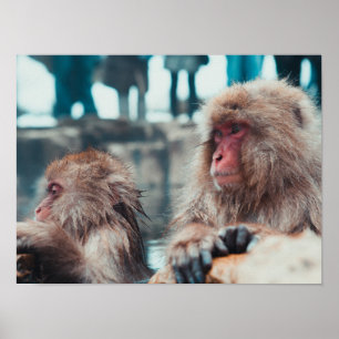 Poster Deux singes de la neige à Nagano, Japon