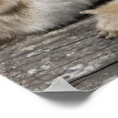 Poster Deux singes d'or femelles avec nouveau-nés (Coin)