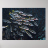 Poster Deux Snappers Spot (Devant)