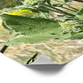 Poster Deux Sunflower bleu ciel (Coin)