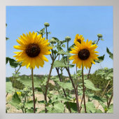 Poster Deux Sunflower bleu ciel (Devant)