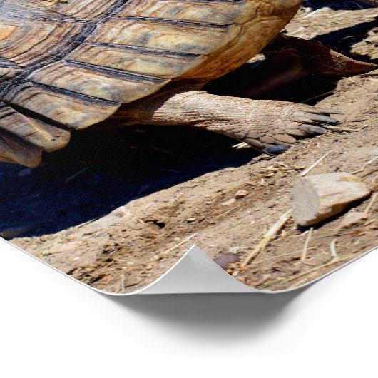 Poster Deux tortues sulcata marchant sur le sol (Coin)