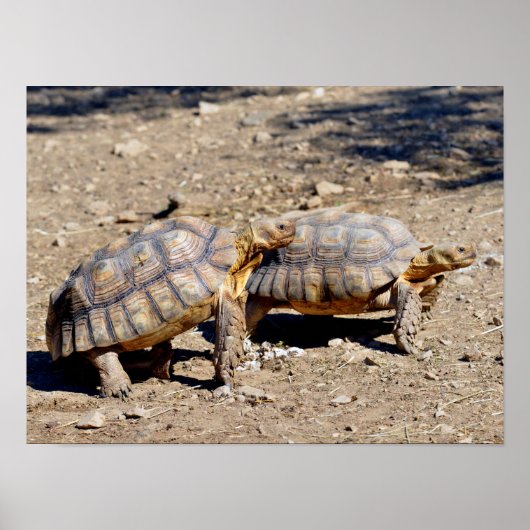 Poster Deux tortues sulcata marchant sur le sol (Devant)