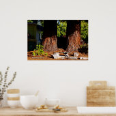 Poster Deux troncs de séquoia (Cuisine)