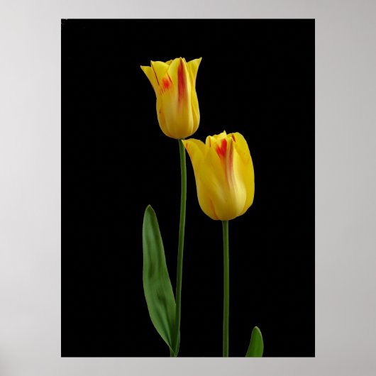 Poster Deux tulipes jaunes (Devant)
