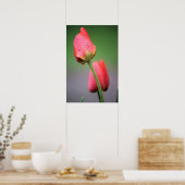 Poster Deux Tulipes Roses (Cuisine)