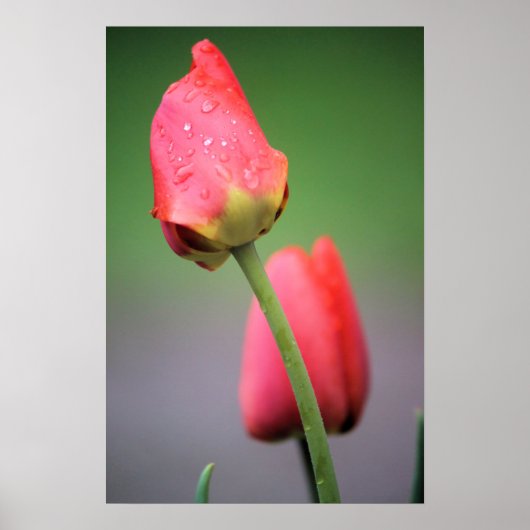 Poster Deux Tulipes Roses (Devant)