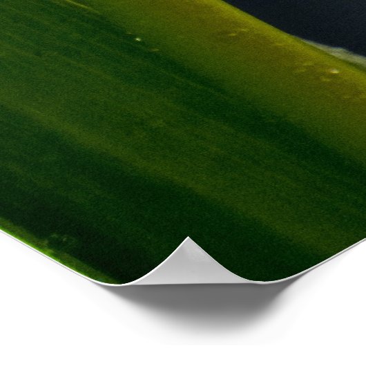 Poster Deux tulips (Coin)