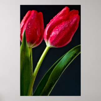 Poster Deux tulips