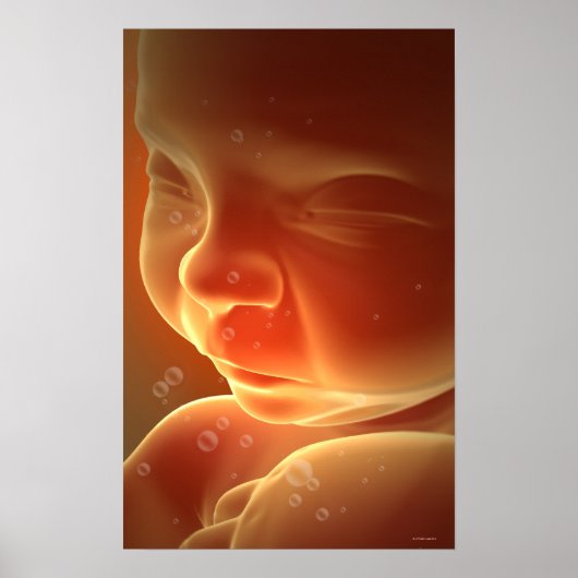 Poster Développement embryonnaire 4 (Devant)