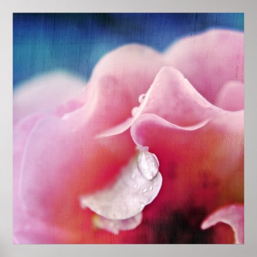 Poster Dew baisse sur Rose Macro Abstrait (Devant)