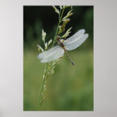 Poster Dew couvert Darner Dragonfly (Devant)
