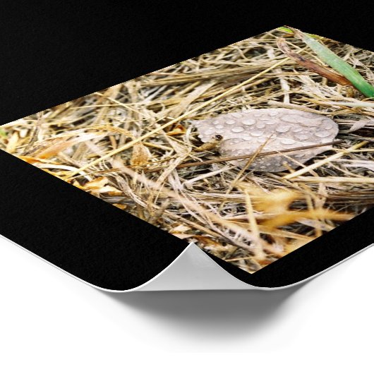 Poster Dew du matin (Coin)