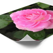 Poster Dew Kissed Rose (Coin)