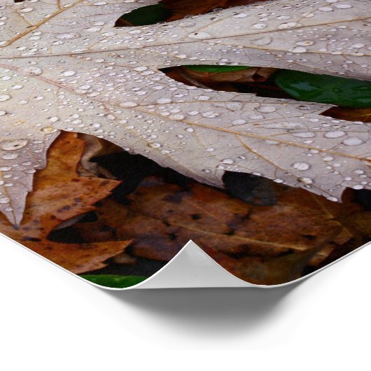 Poster Dew on Fallen Automne Feuilles Photographie (Coin)