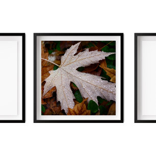 Poster Dew on Fallen Automne Feuilles Photographie