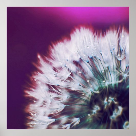 Poster Dew sur Dandalion rose violet Macro Abstrait (Devant)