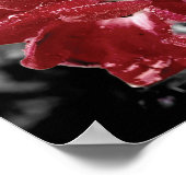 Poster Dew sur la couleur rouge rose photo splash (Coin)