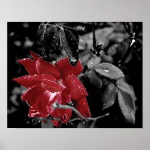Poster Dew sur la couleur rouge rose photo splash
