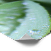 Poster Dew sur les lames d'herbe (Coin)