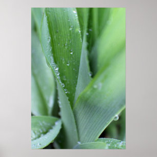 Poster Dew sur les lames d'herbe