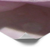 Poster Dew sur un Rose de lavande (Coin)