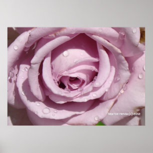 Poster Dew sur un Rose de lavande