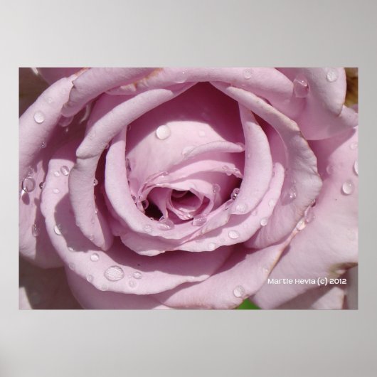 Poster Dew sur un Rose de lavande (Devant)