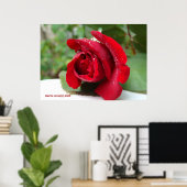Poster Dew sur une rose rouge (Bureau à domicile)