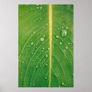 Poster Dewdrop on green leafed plant