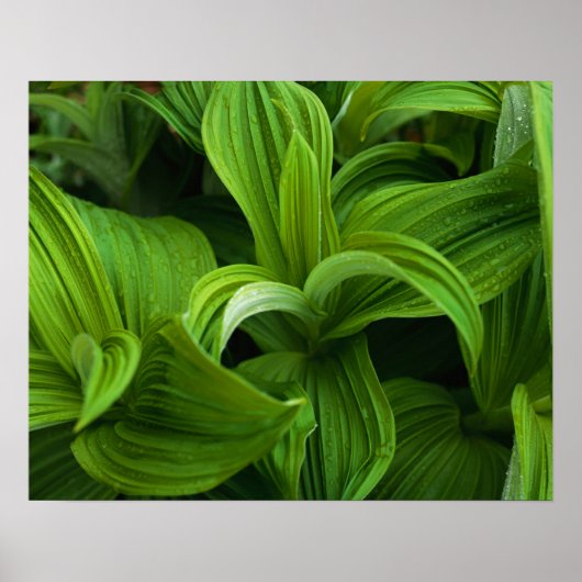 Poster Dewdrops sur une fausse Helabore (Devant)