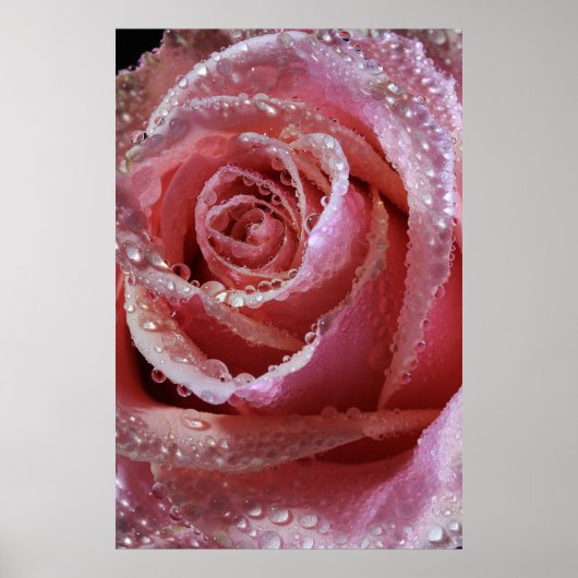 Poster Dewdrts Sur Rose Rose Dusky (Devant)