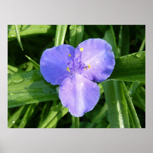 Poster Dewy Trillium Fleur sauvage de printemps (Devant)