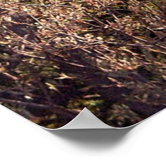 Poster d'exposition (Coin)