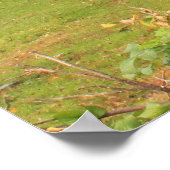 Poster Dexter Grist Mill Sandwich Cape Cod (Coin)