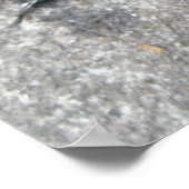 Poster d'Eyed Elder Click Beetle (Coin)