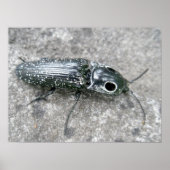 Poster d'Eyed Elder Click Beetle (Devant)