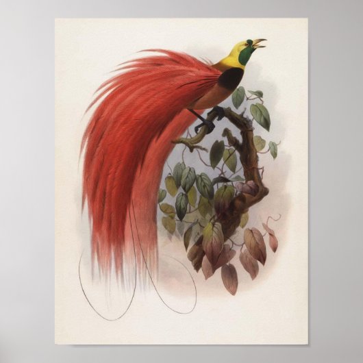 Poster DG Elliot - Portefeuille Paradisea raggiana (Devant)