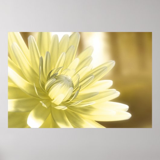 Poster Dhalia (Devant)