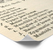 Poster d'Halloween pour l'anatomie vintage du crân (Coin)