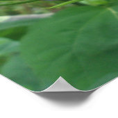 Poster d'Hibiscus Buds (Coin)