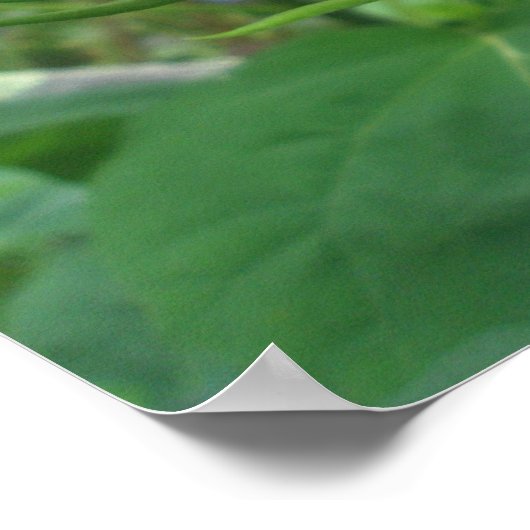 Poster d'Hibiscus Buds (Coin)