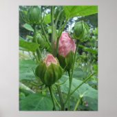 Poster d'Hibiscus Buds (Devant)